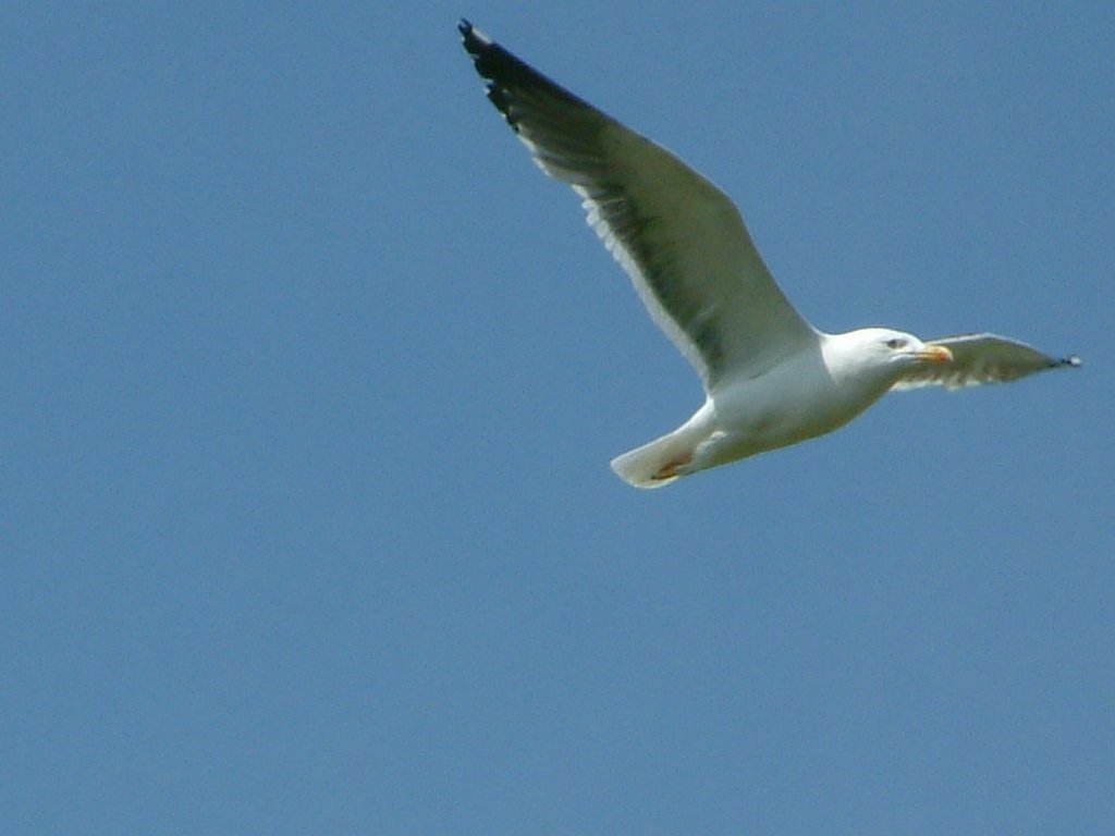 Click now to see this image full size.