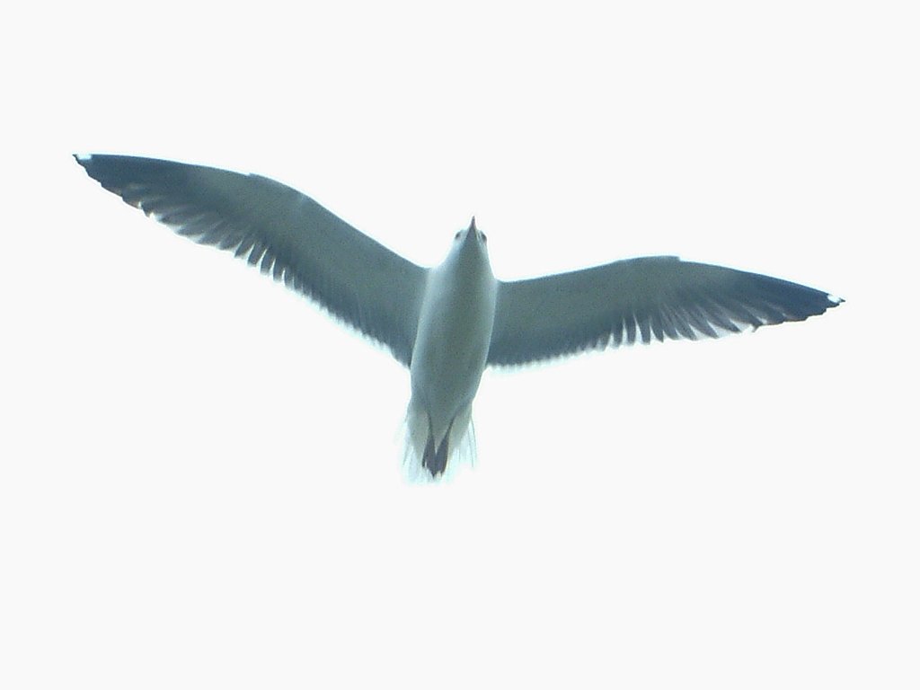 Click now to see this image full size.