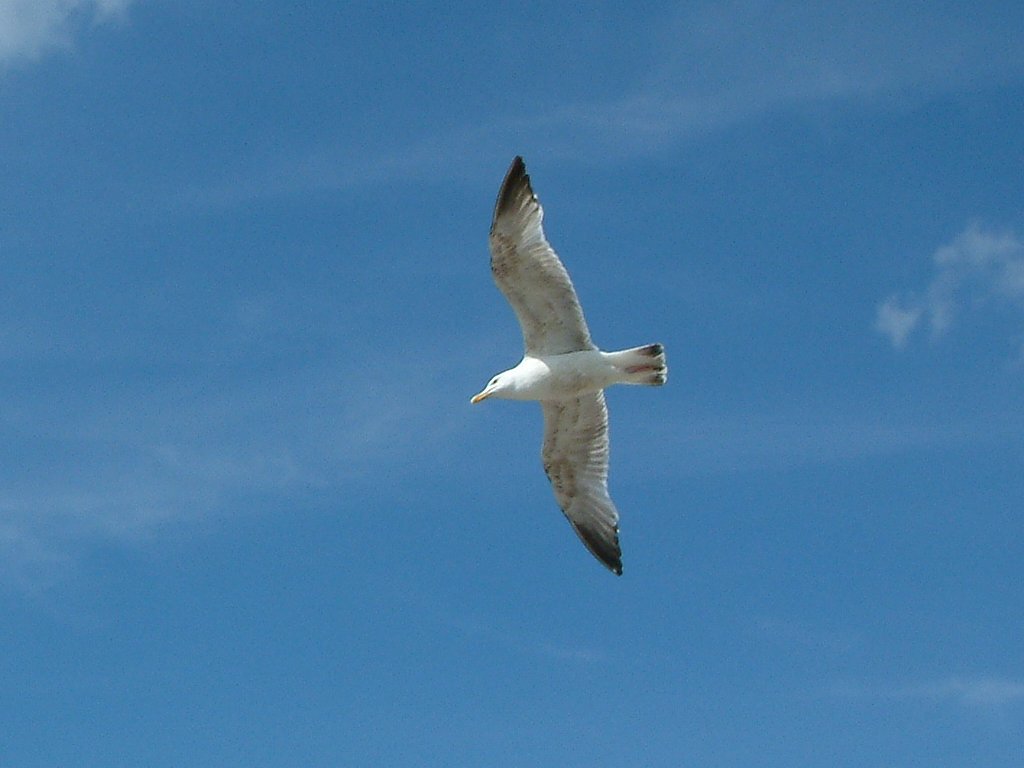 Click now to see this image full size.