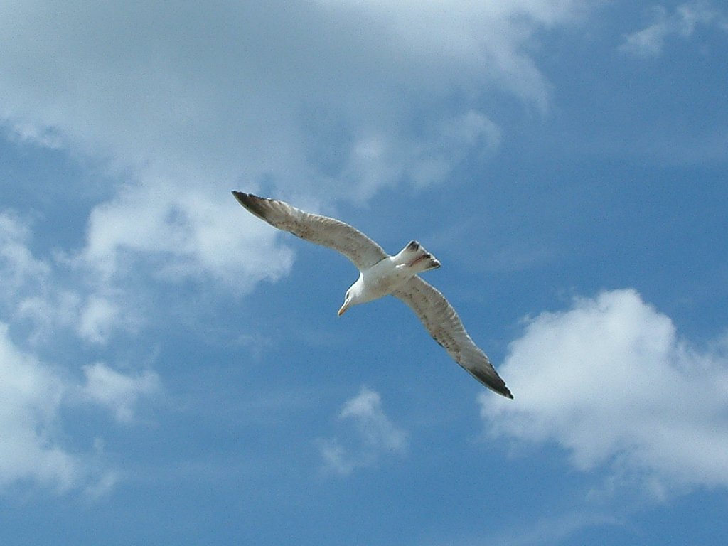 Click now to see this image full size.