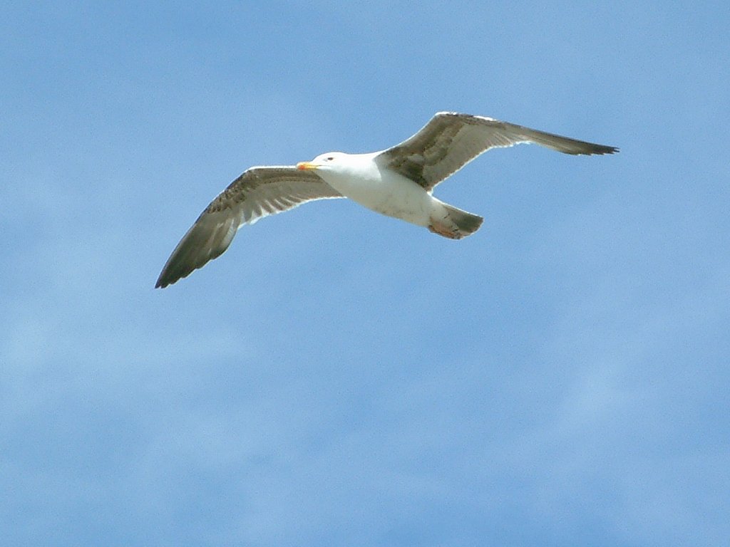 Click now to see this image full size.