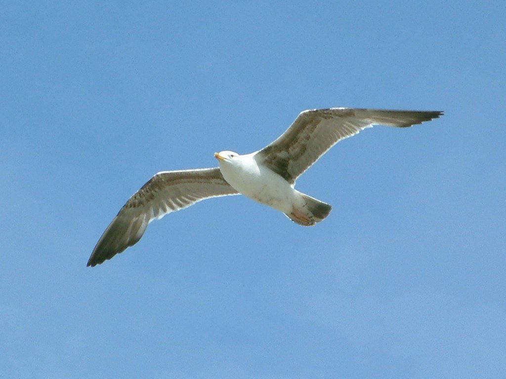 Click now to see this image full size.