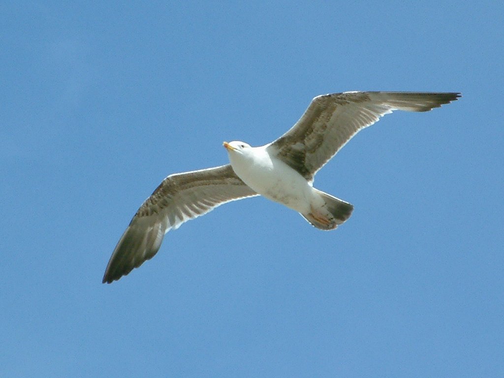 Click now to see this image full size.