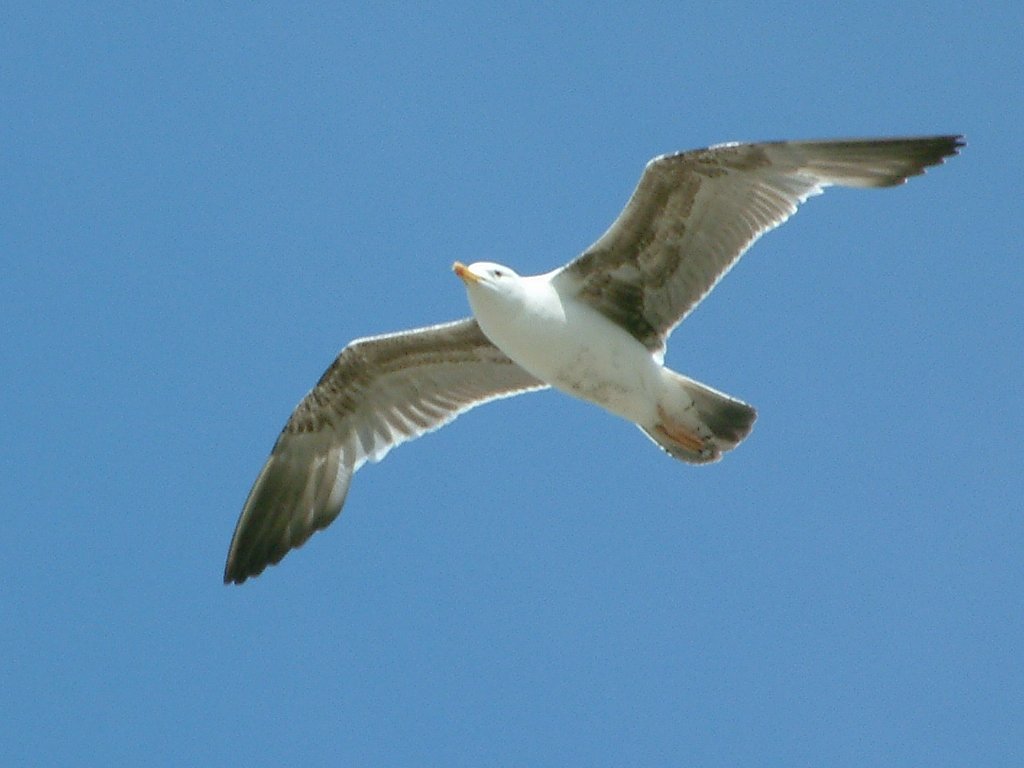 Click now to see this image full size.