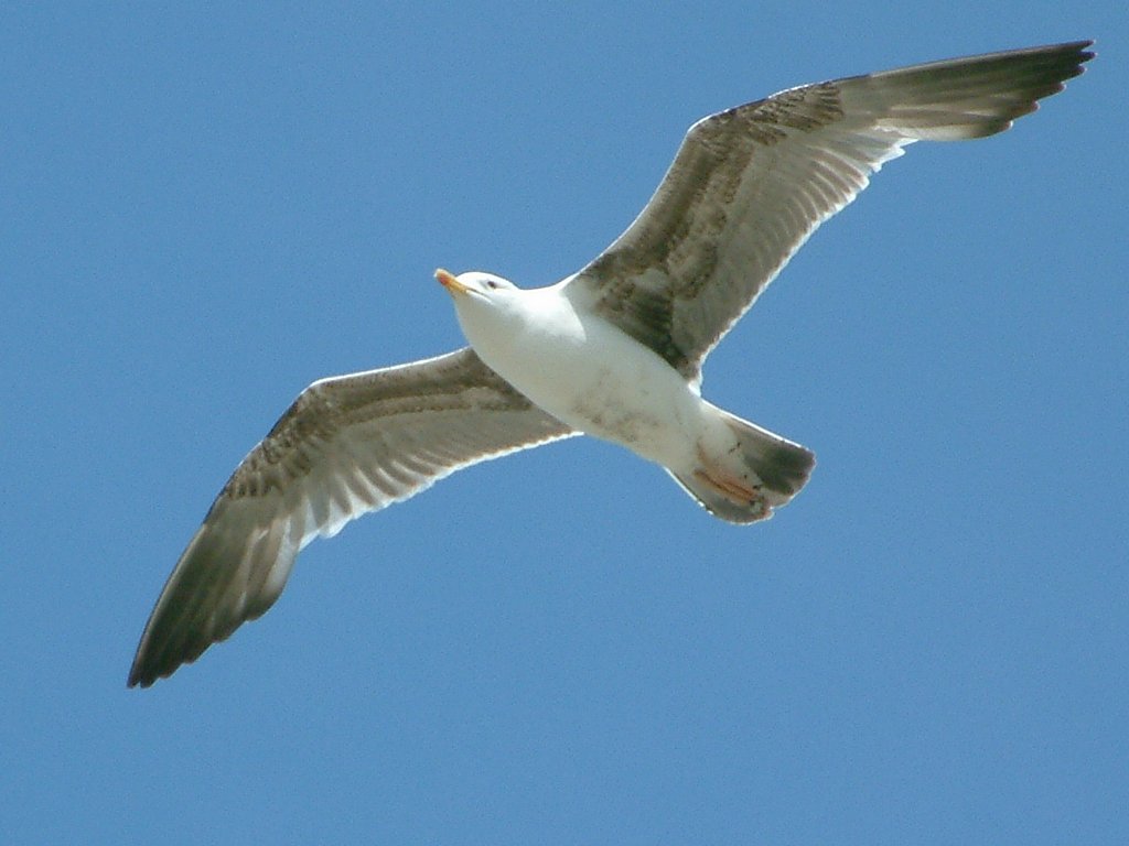 Click now to see this image full size.