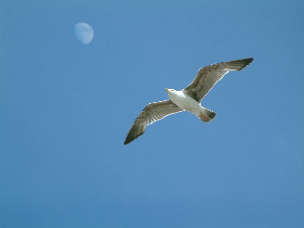 Click now to see this image full size.