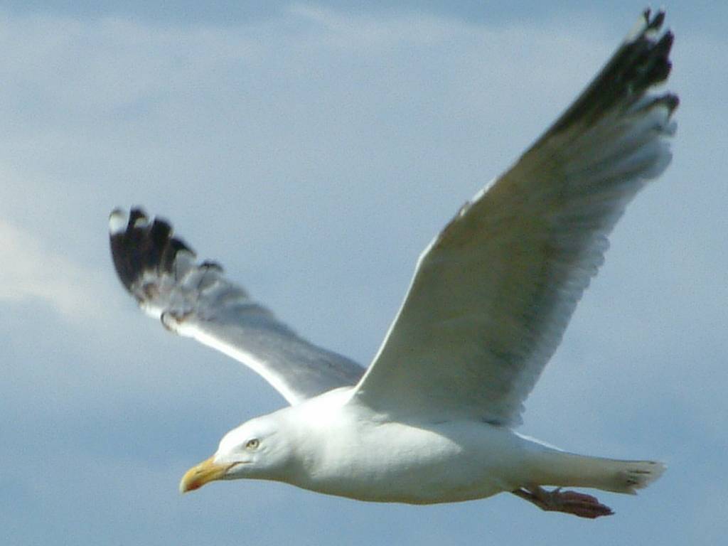 Click now to see this image full size.