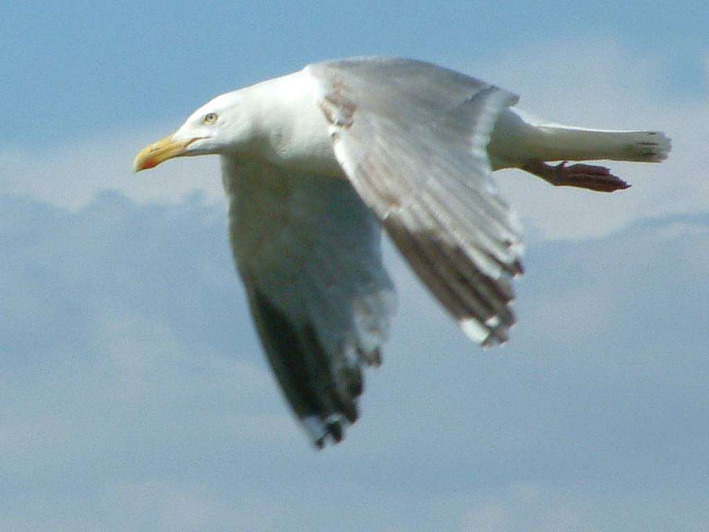 Click now to see this image full size.