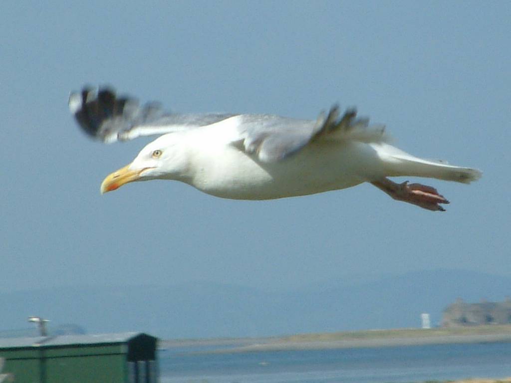 Click now to see this image full size.