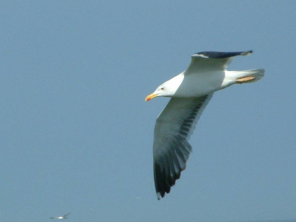 Click now to see this image full size.