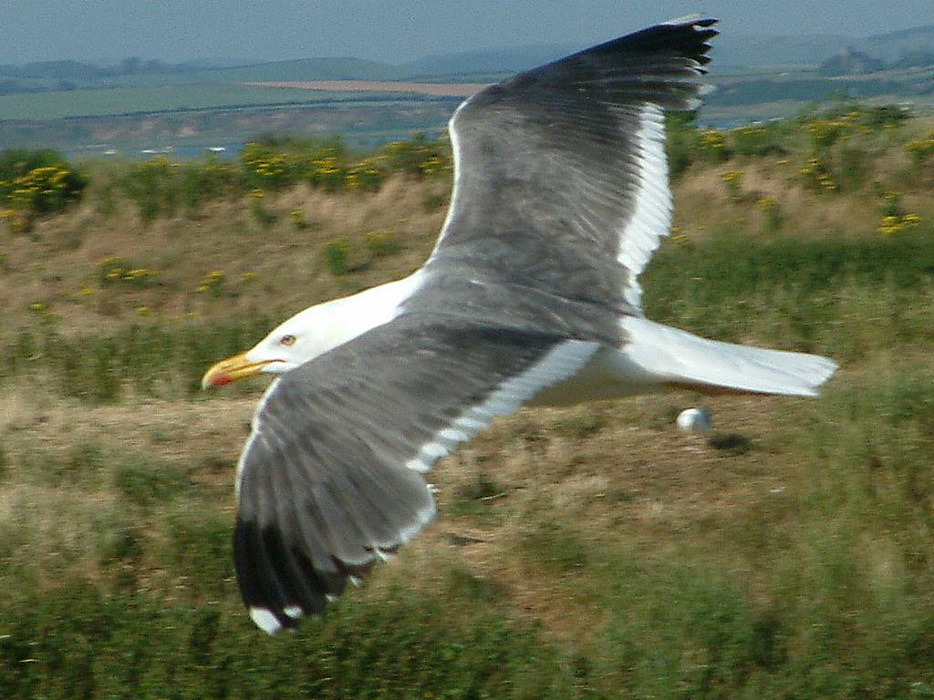 Click now to see this image full size.