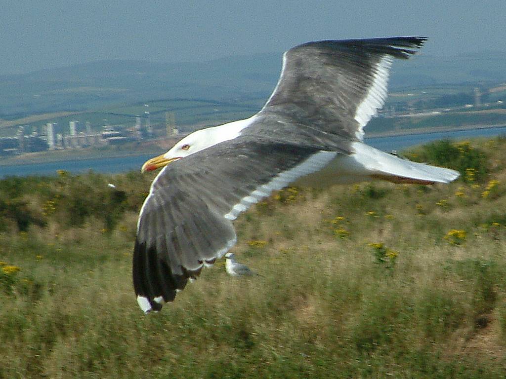 Click now to see this image full size.