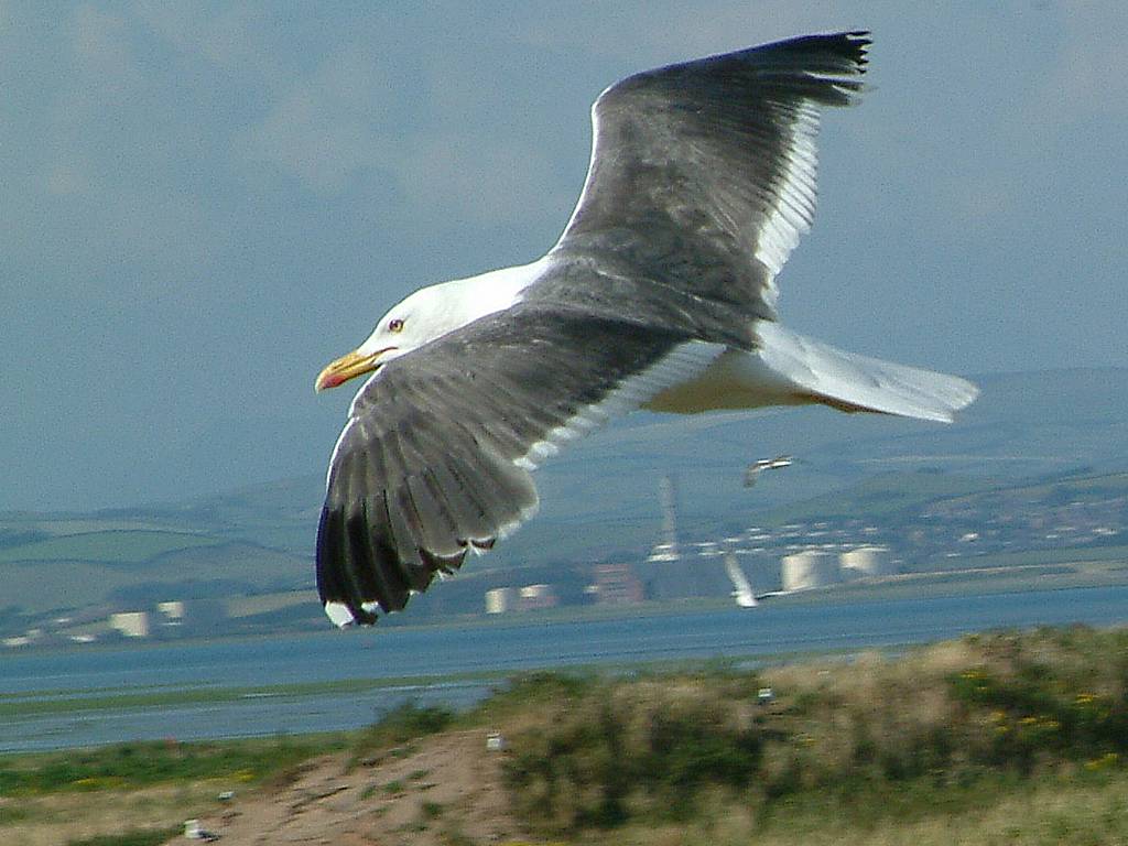 Click now to see this image full size.