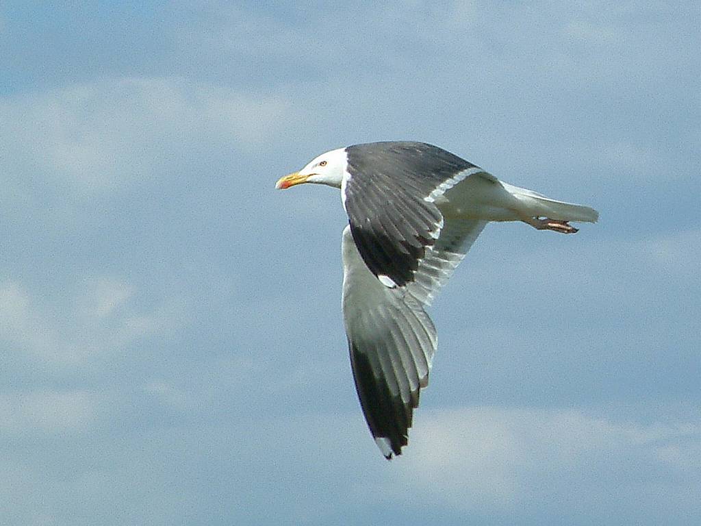 Click now to see this image full size.