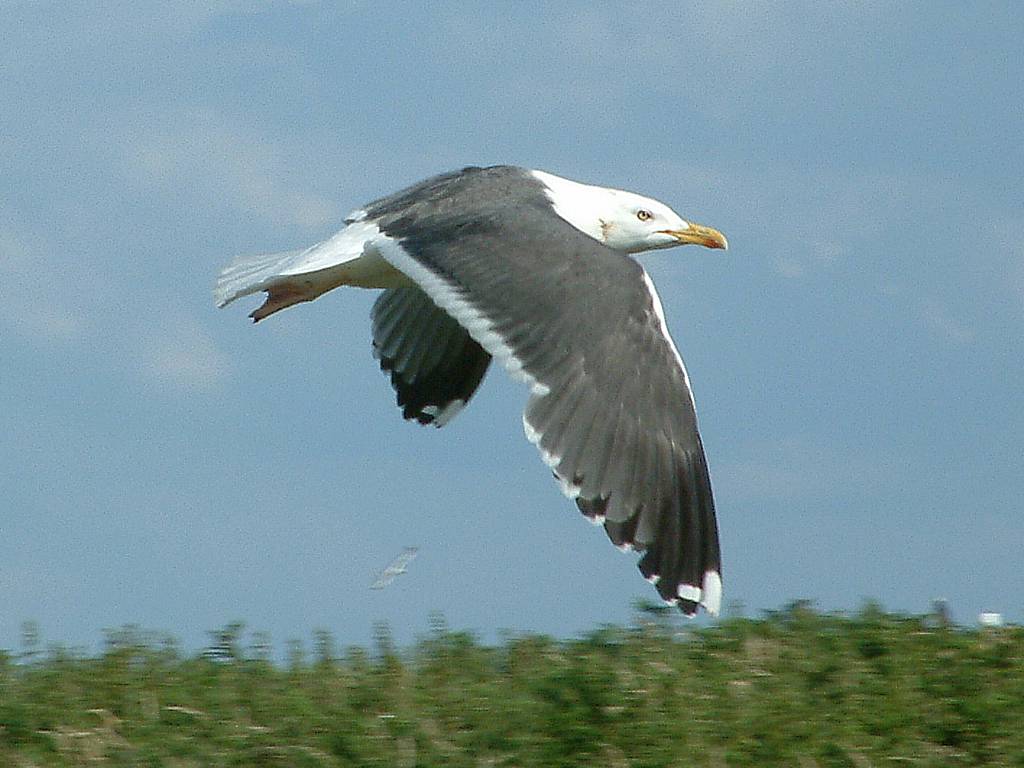 Click now to see this image full size.