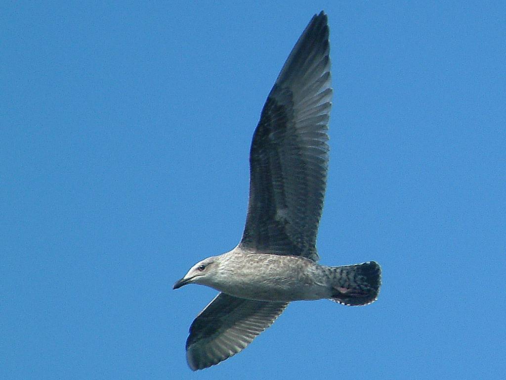 Click now to see this image full size.