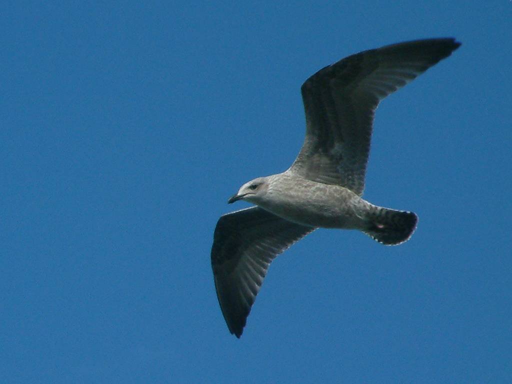 Click now to see this image full size.