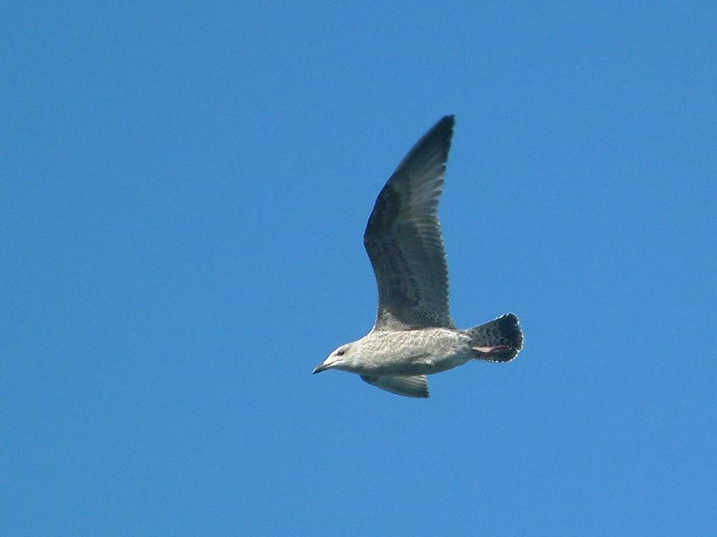 Click now to see this image full size.