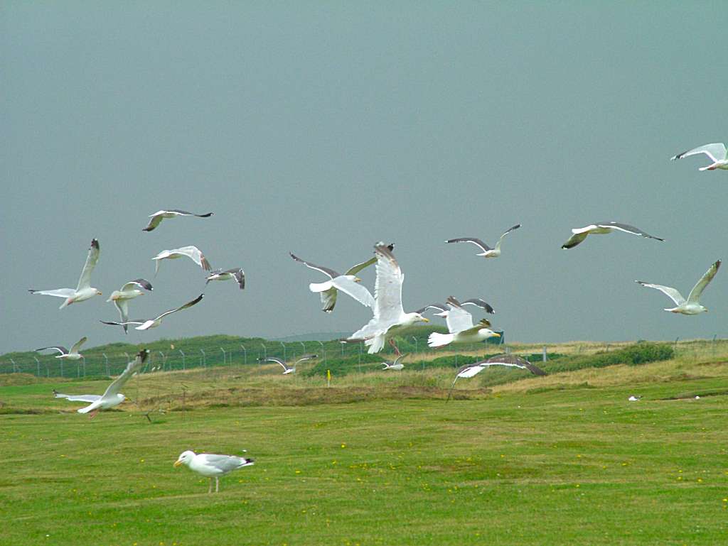 Click now to see this image full size.