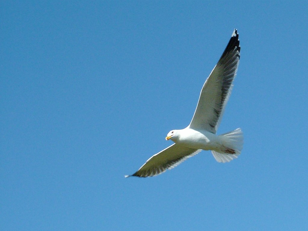 Click now to see this image full size.