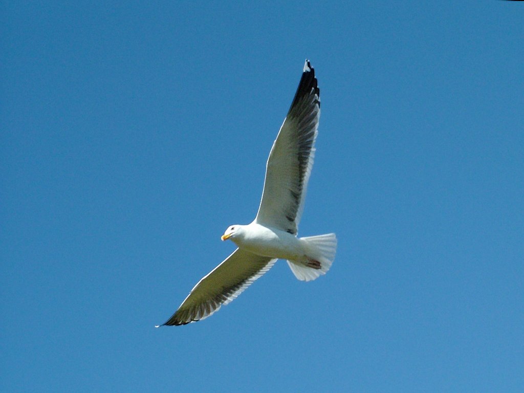 Click now to see this image full size.