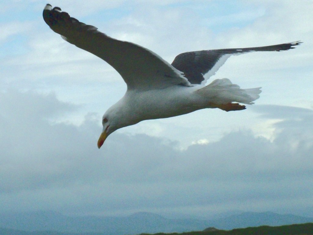 Click now to see this image full size.