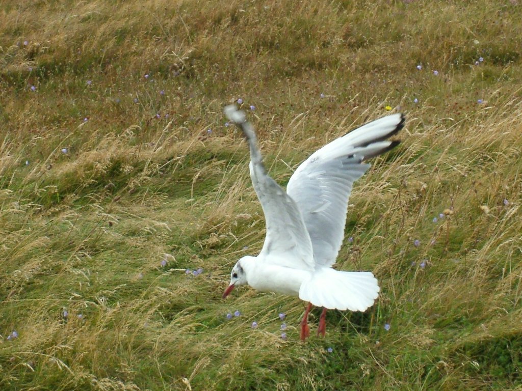 Click now to see this image full size.