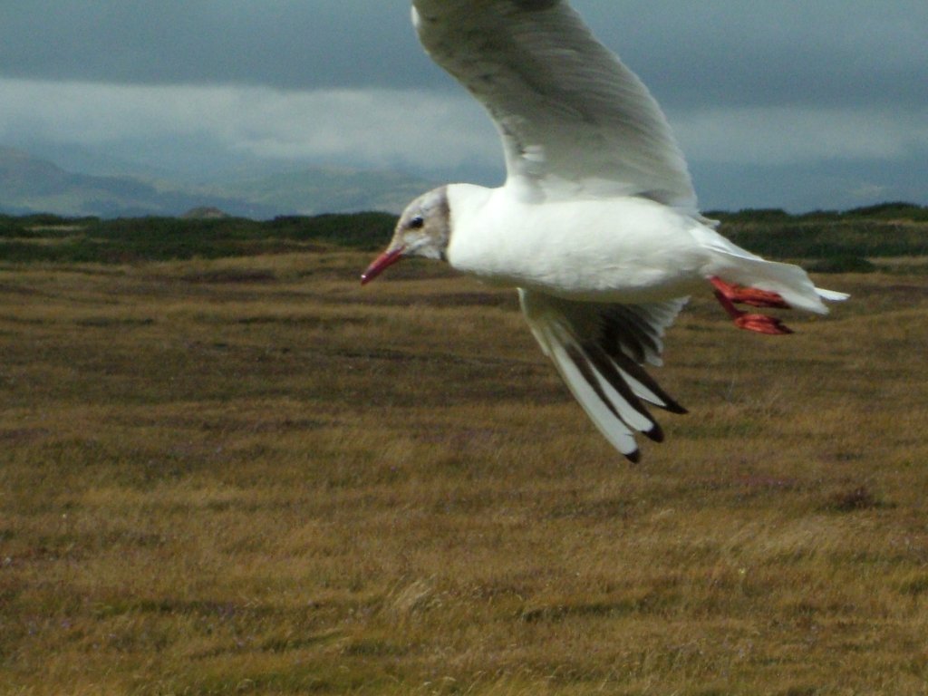 Click now to see this image full size.