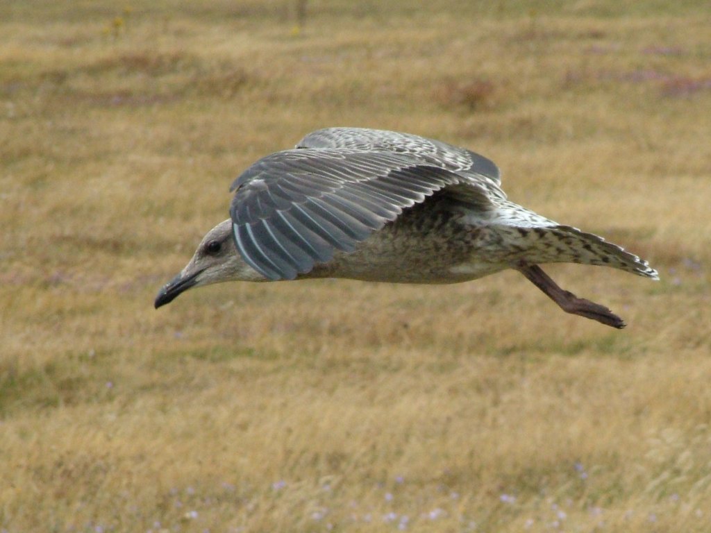 Click now to see this image full size.