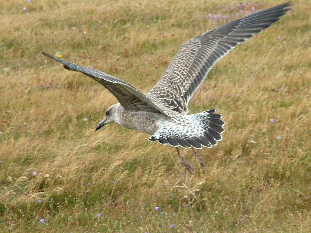 Click now to see this image full size.