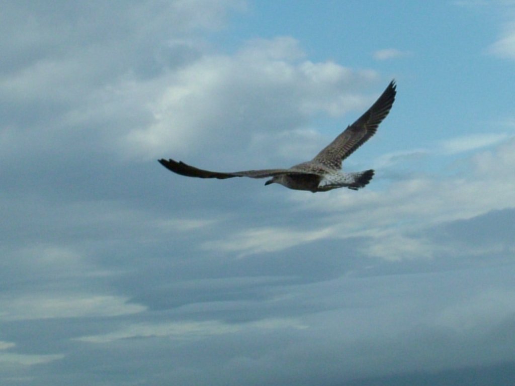 Click now to see this image full size.