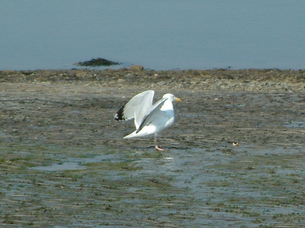 Click now to see this image full size.