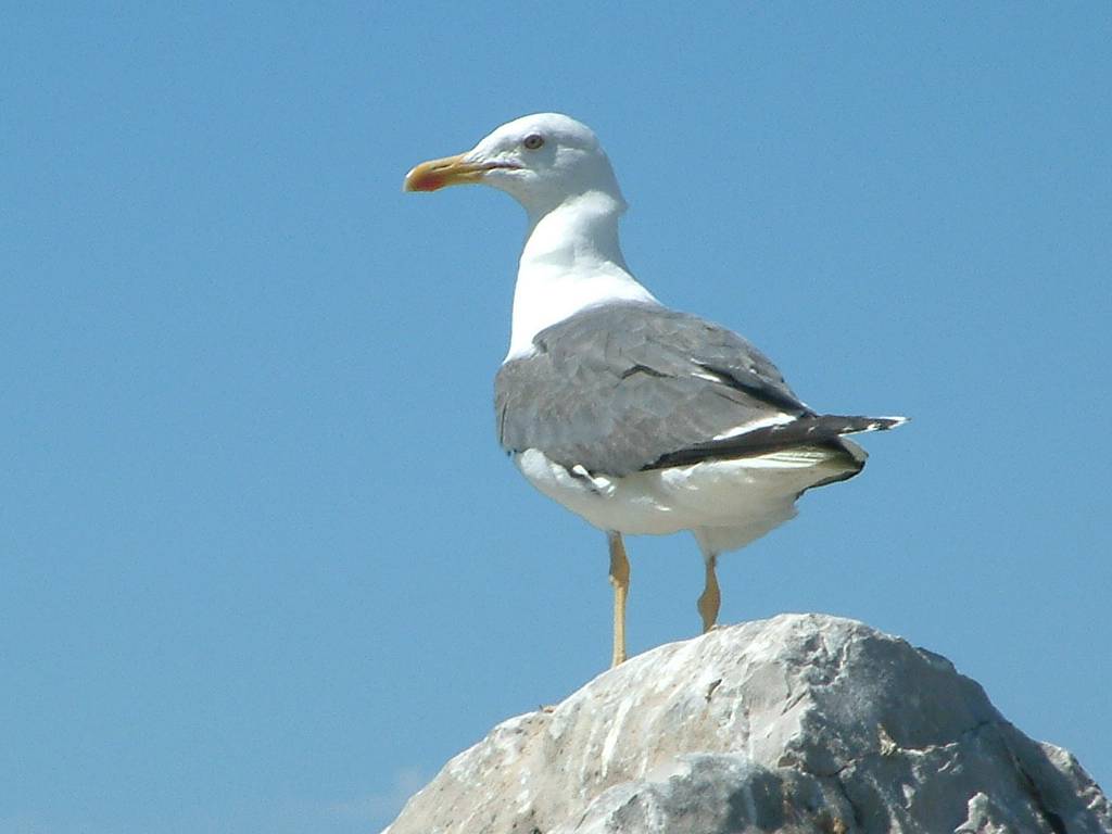 Click now to see this image full size.