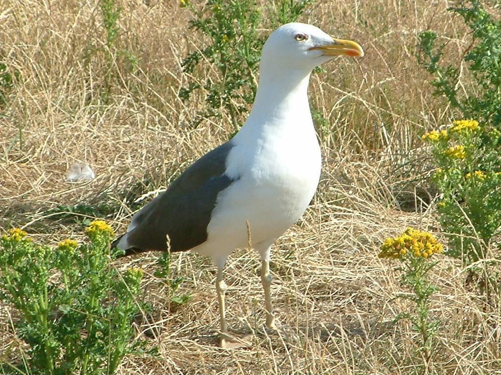 Click now to see this image full size.