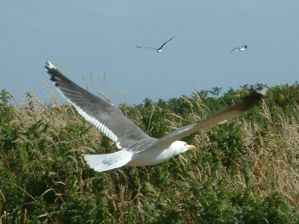 Click now to see this image full size.