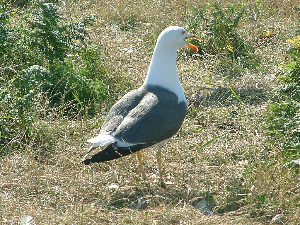 Click now to see this image full size.