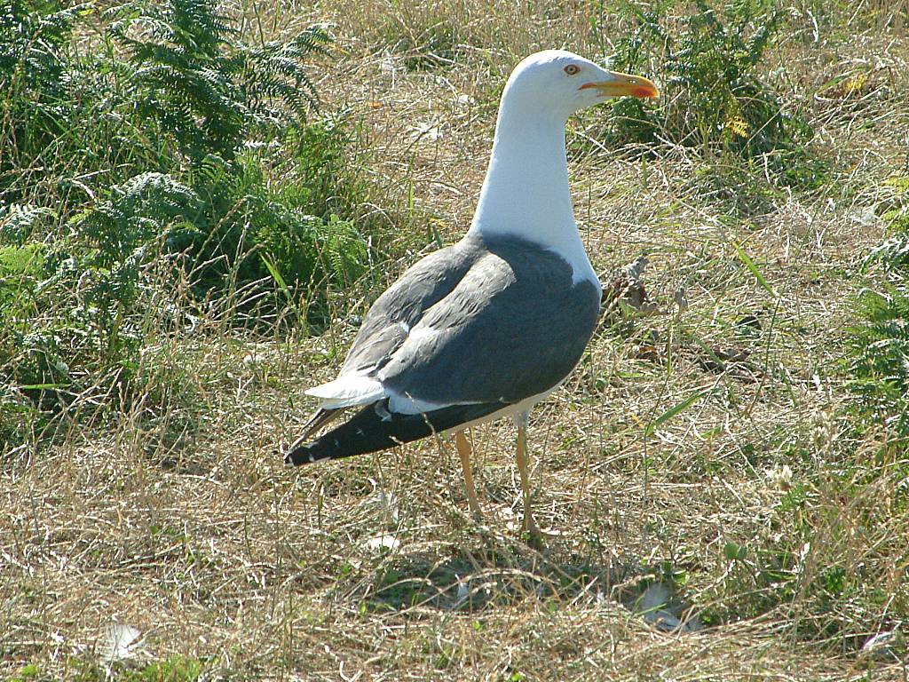 Click now to see this image full size.