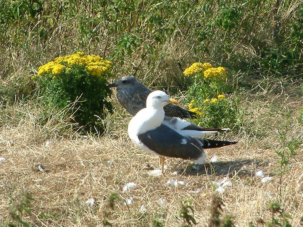 Click now to see this image full size.