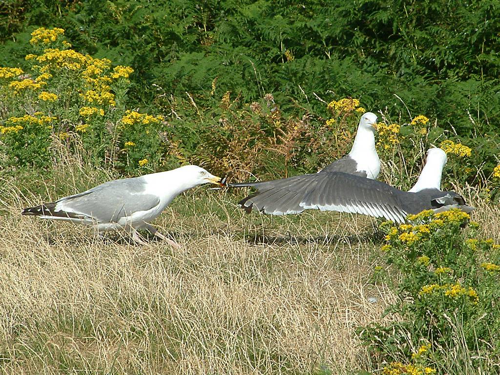 Click now to see this image full size.