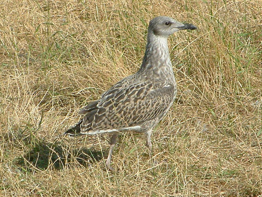 Click now to see this image full size.