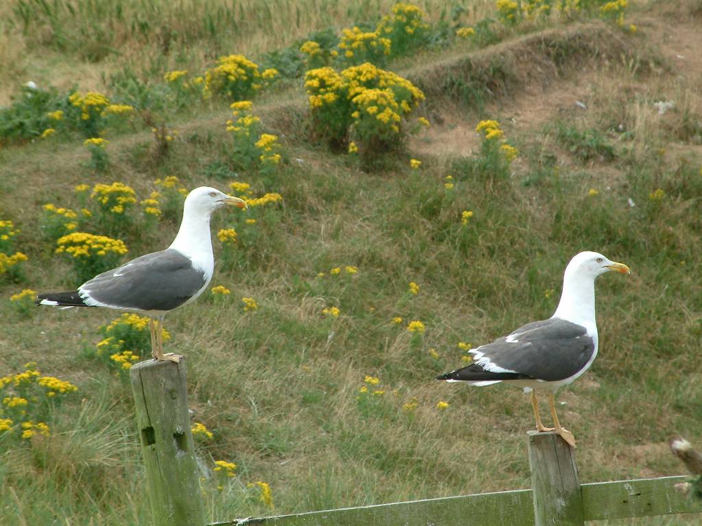 Click now to see this image full size.