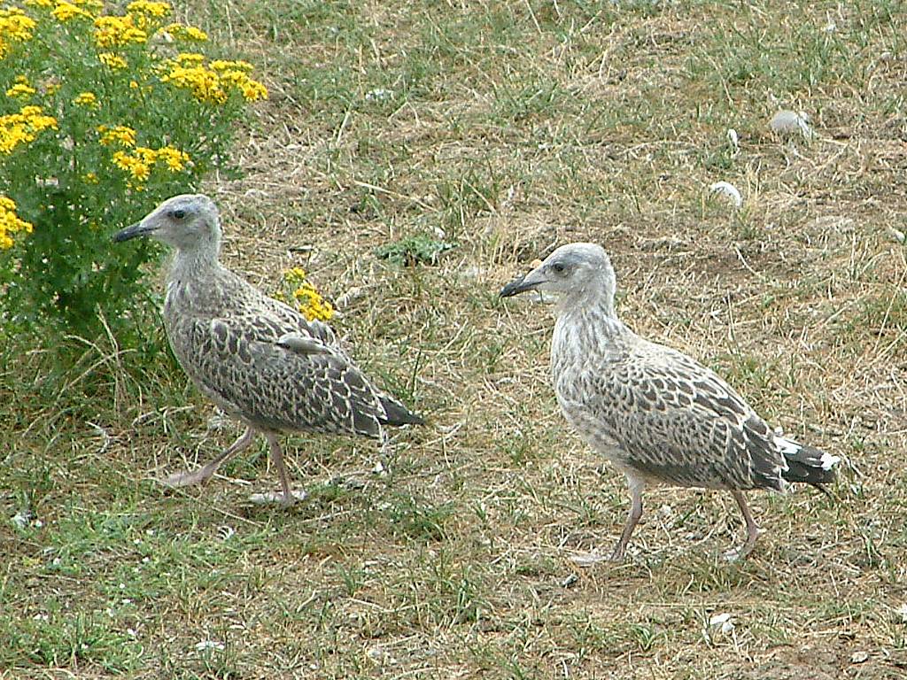 Click now to see this image full size.