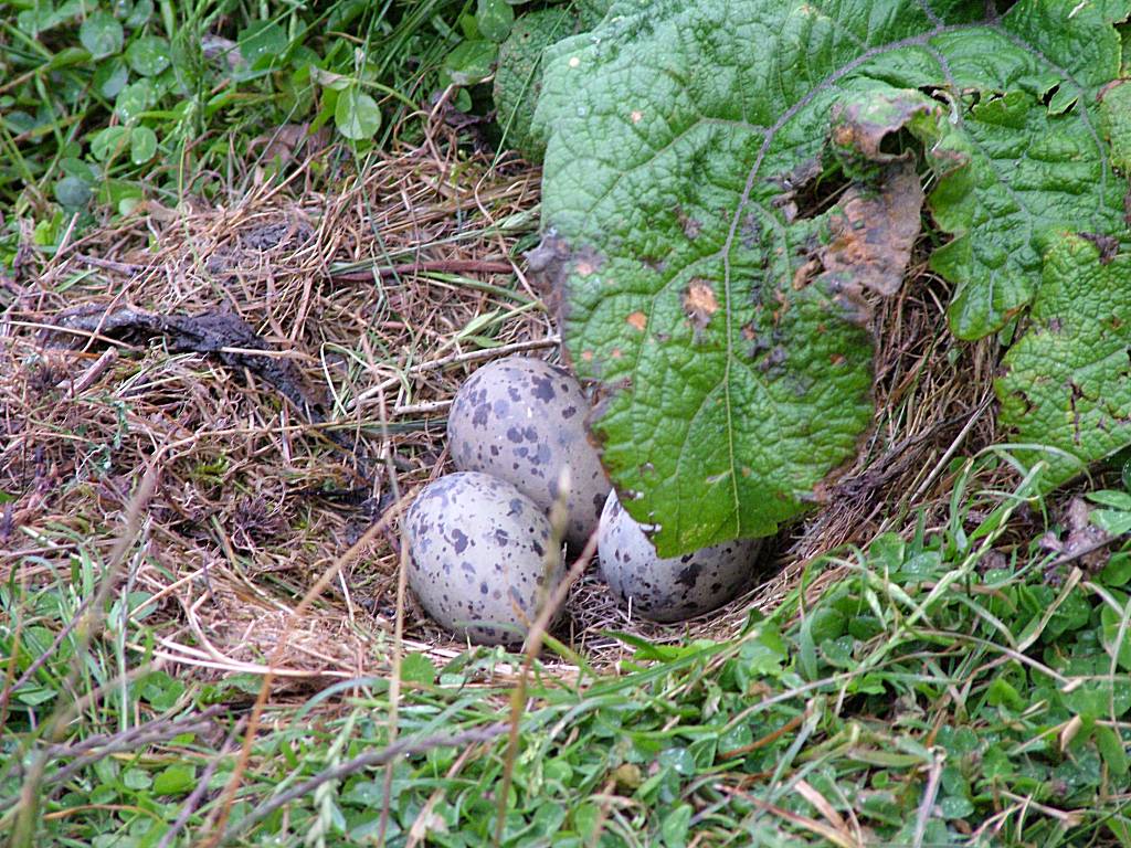 Click now to see this image full size.