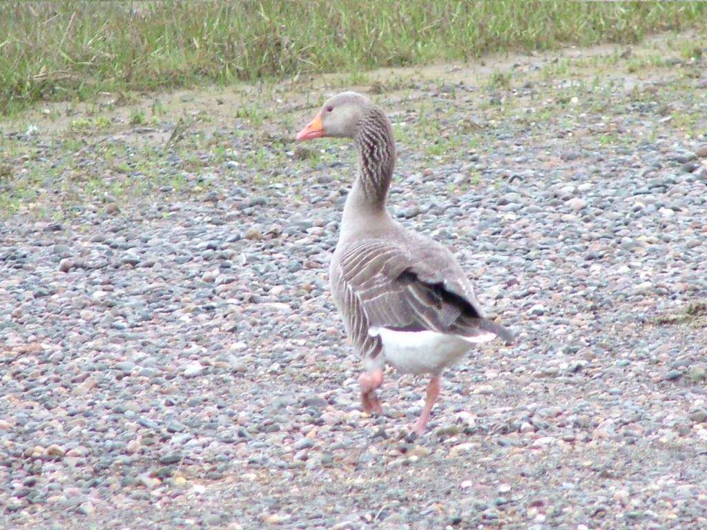 Click now to see this image full size.