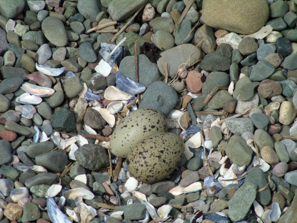 Click now to see this image full size.