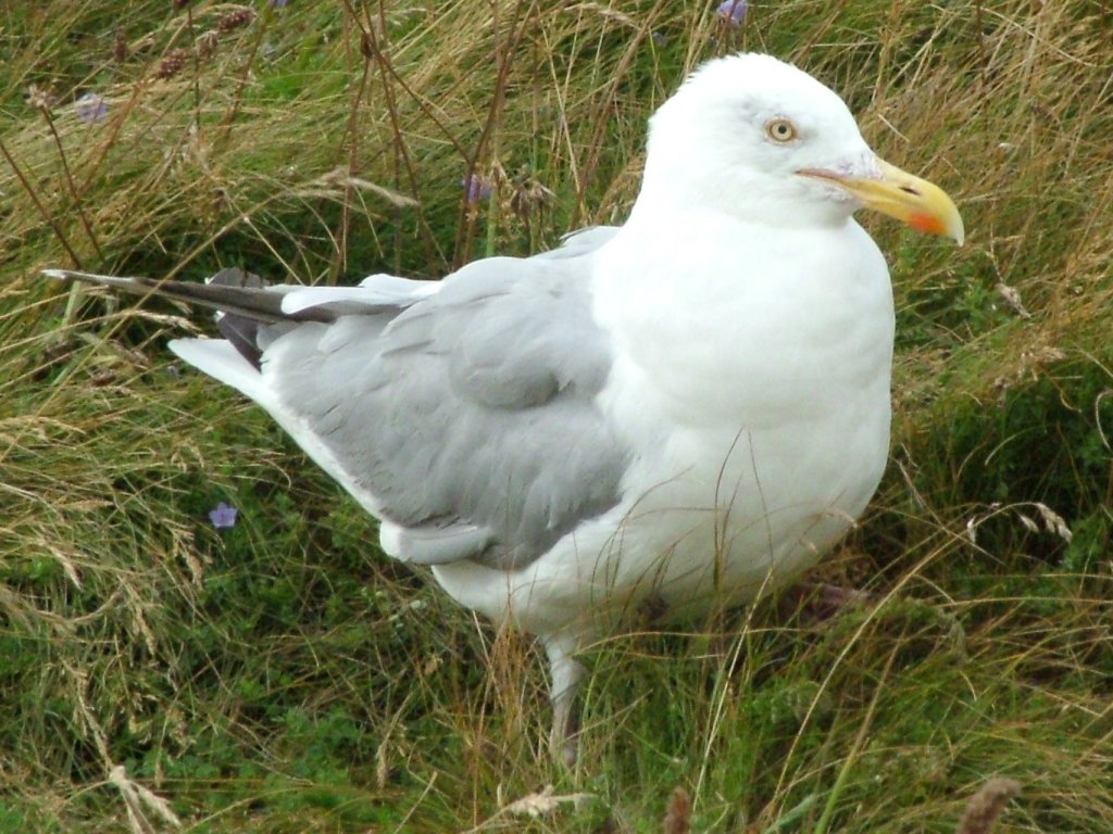 Click now to see this image full size.