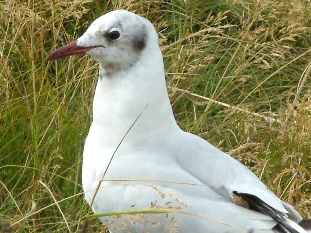 Click now to see this image full size.