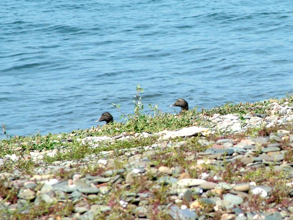 Click now to see this image full size.