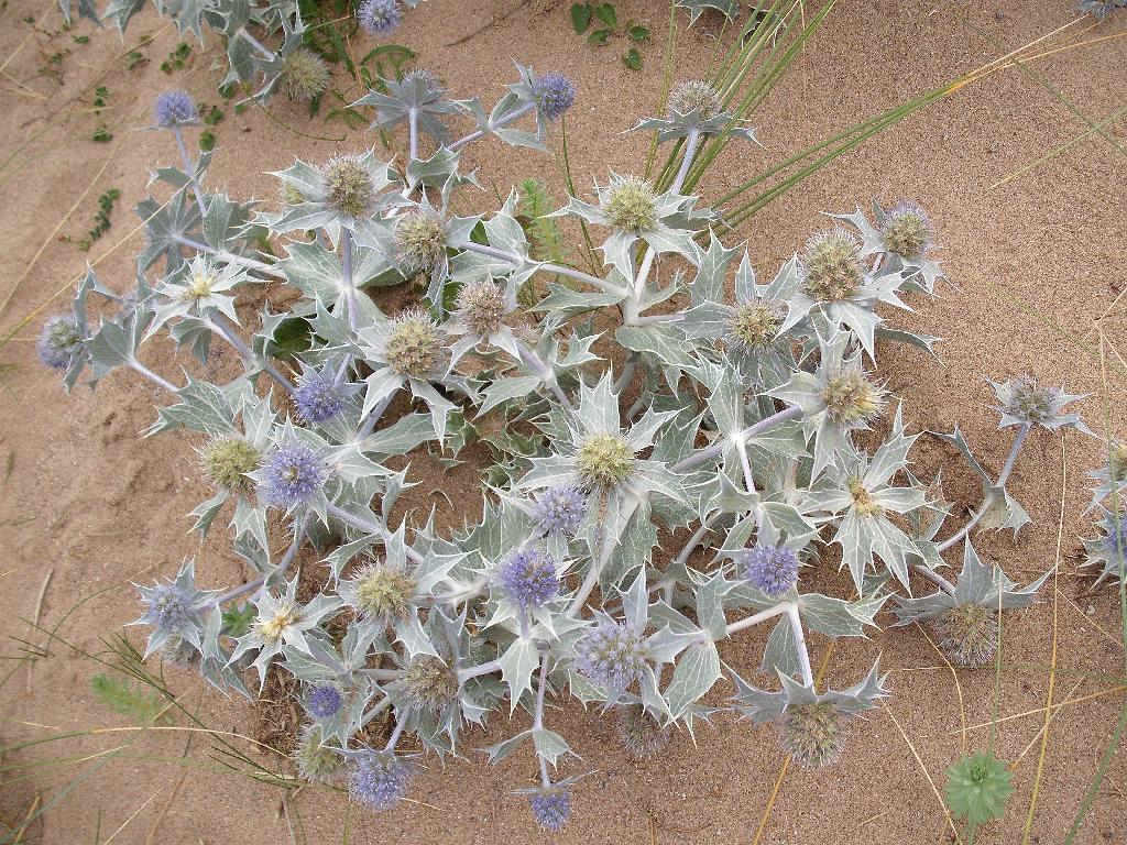 Click now to see this image full size.