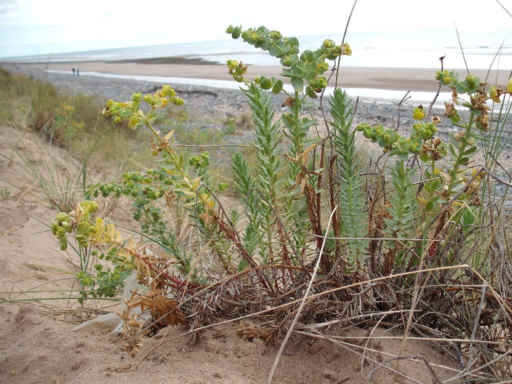 Click now to see this image full size.